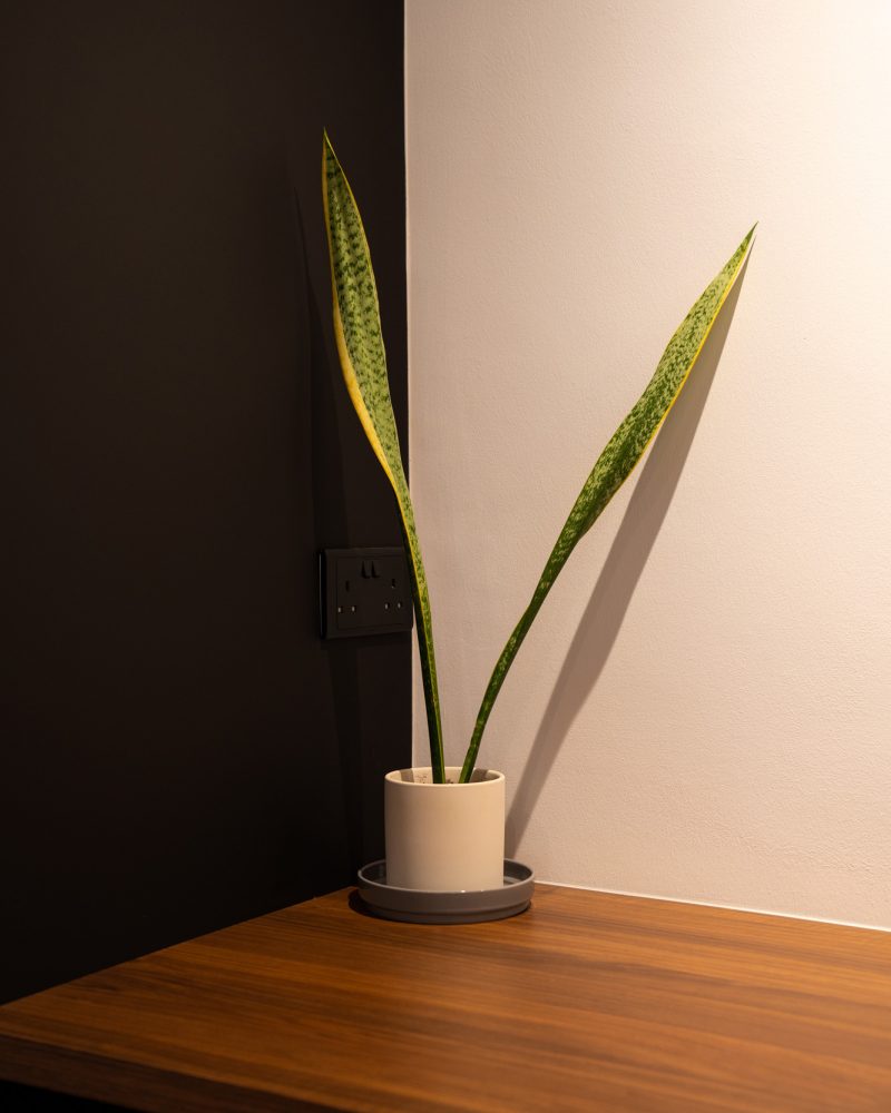 618B Tampines St 61 (Roy Lin)-28 618B Tampines St 61 (Roy Lin)-28